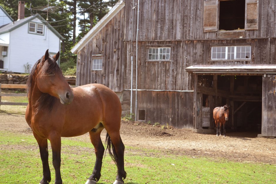 Конюшня для лошадей в деревне