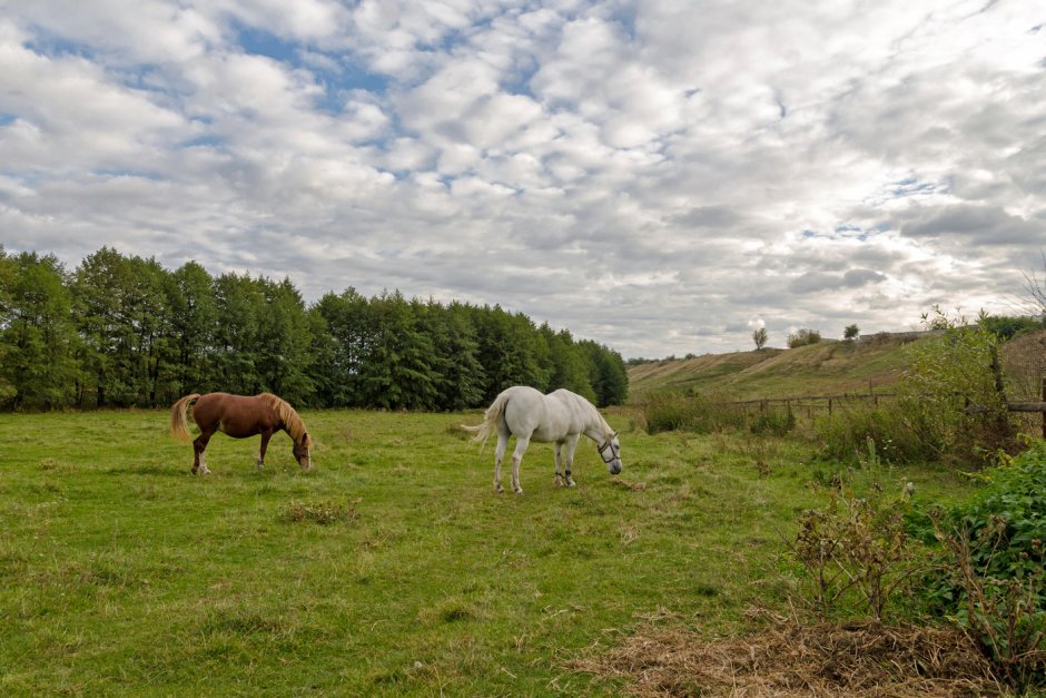 Лошадь в деревне
