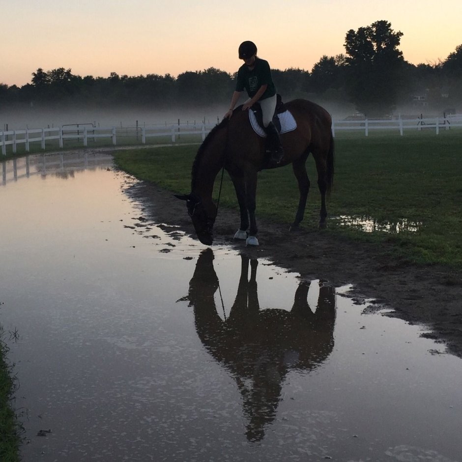 Конный спорт Эстетика