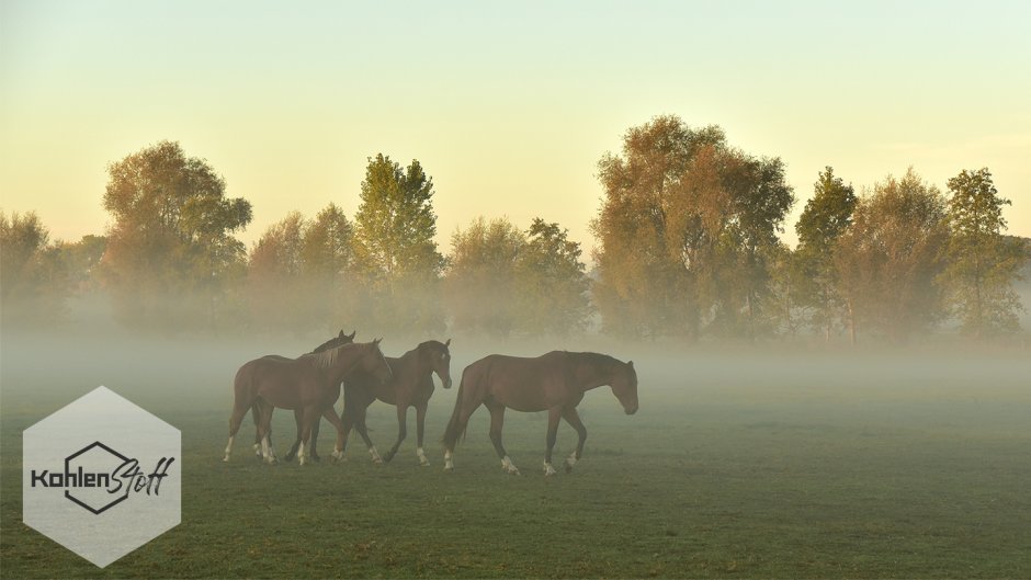 Лошади на лугу в тумане