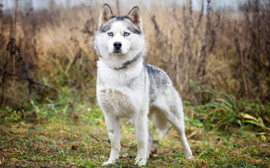 Husky Winter River