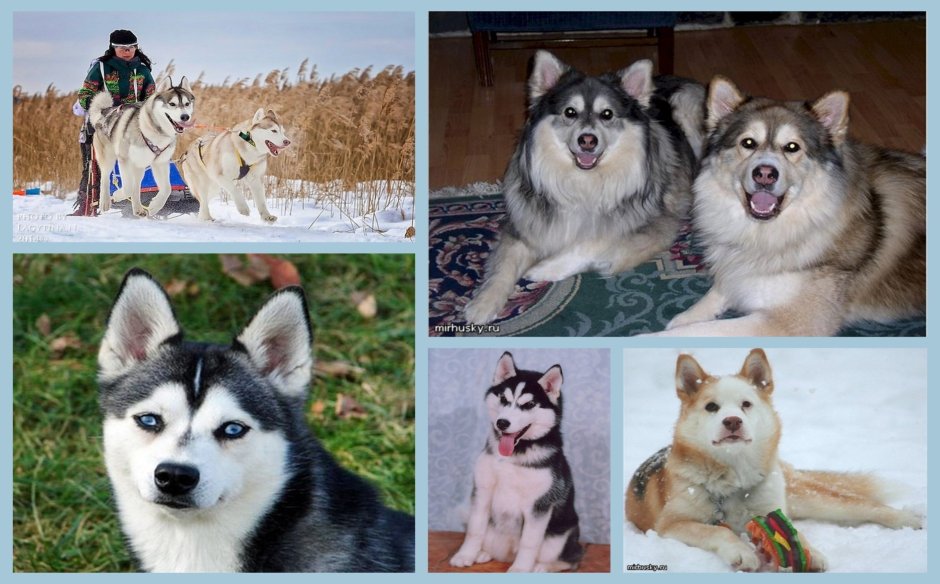 Хаски альбинос