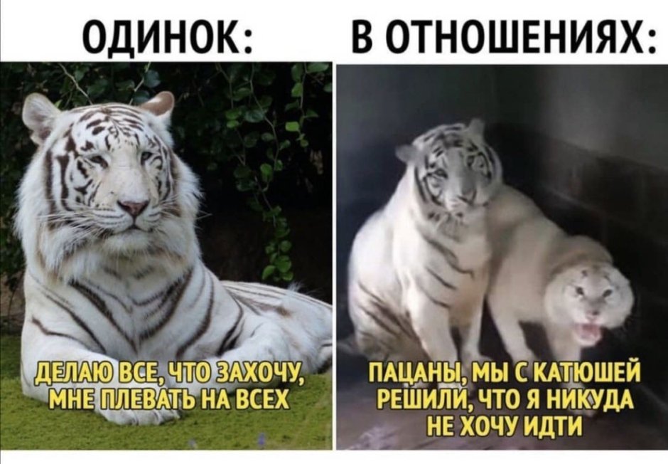 Макс тигров