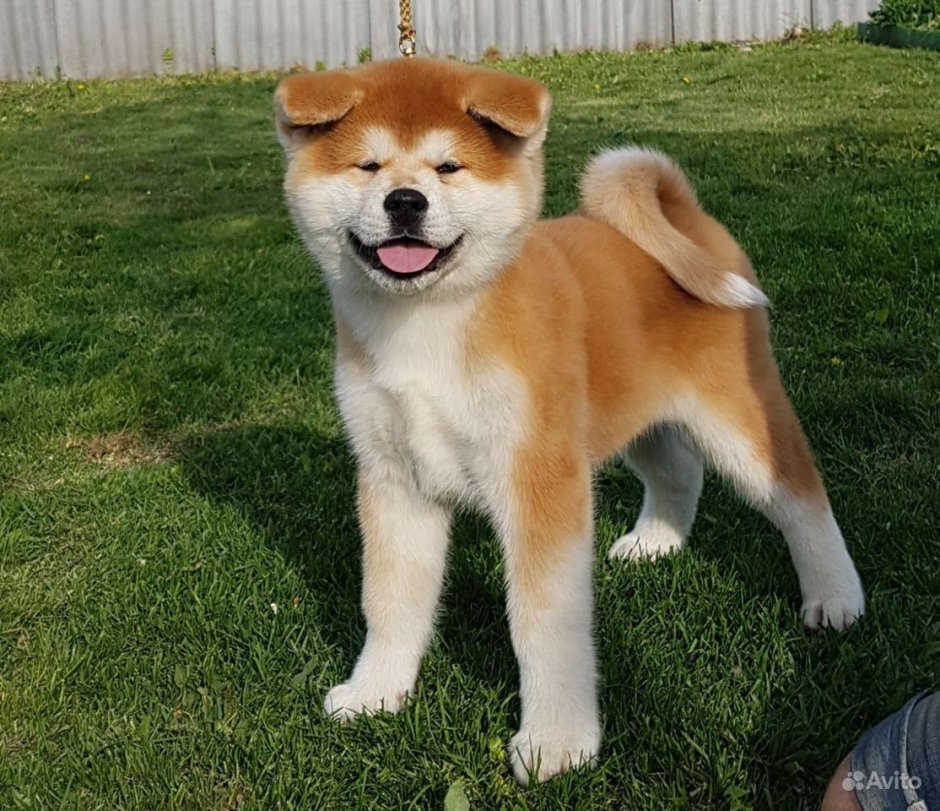 Щенок Хатико