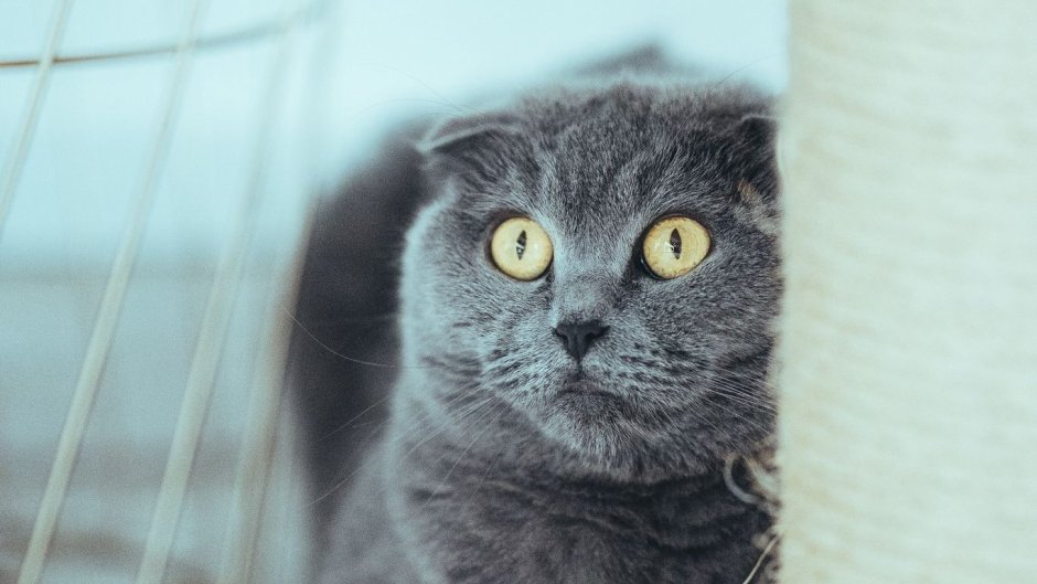 Шотландский вислоухий кот серый