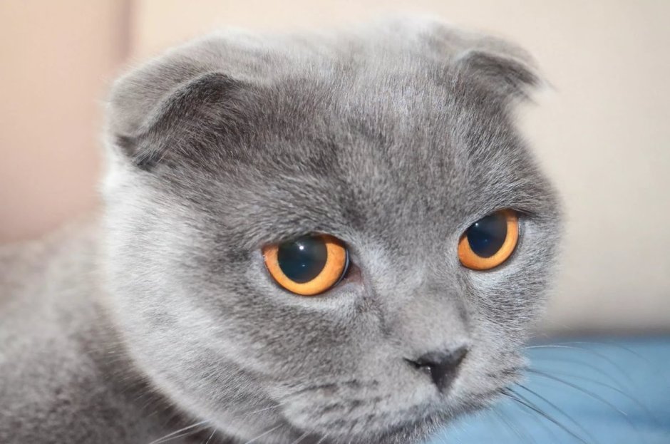 Шотландская кошка скоттиш фолд