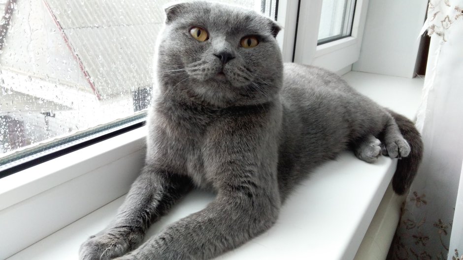 Кот вислоухий шотландец серо белый