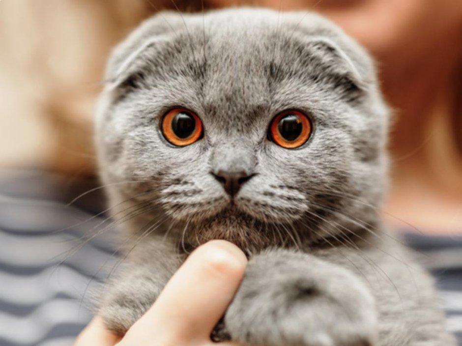 Британский кот вислоухий серый