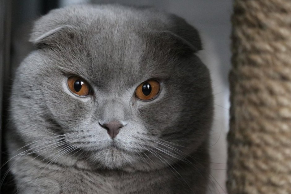 Вислоухий кот желтый