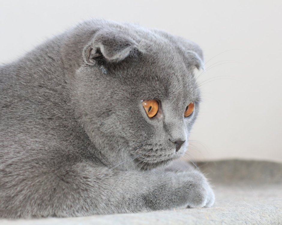 Кот британец вислоухий серый