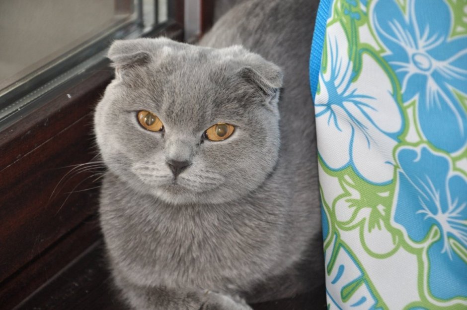 Маленькие котята Шотландские вислоухие