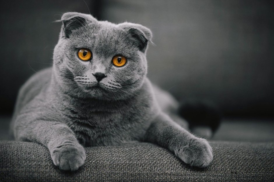 Британский кот вислоухий серый