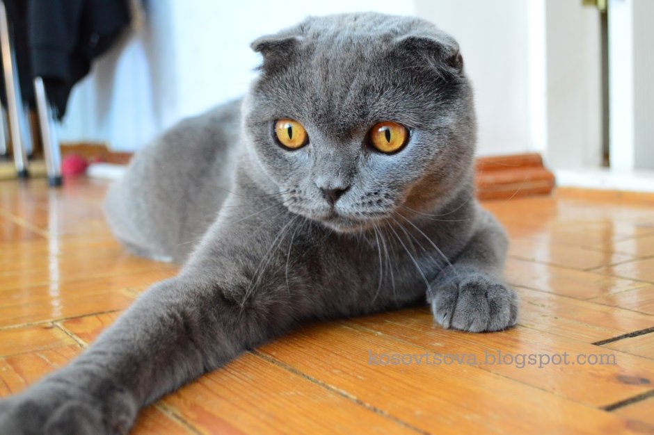 Шотландский вислоухий кот серый