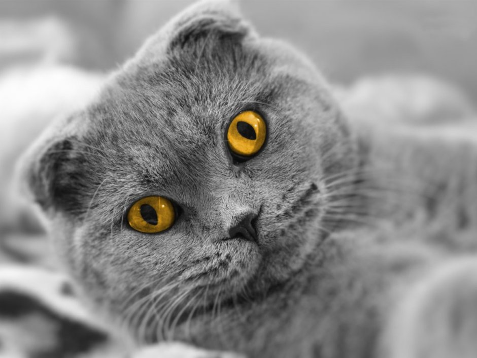 Ирландский вислоухий кот