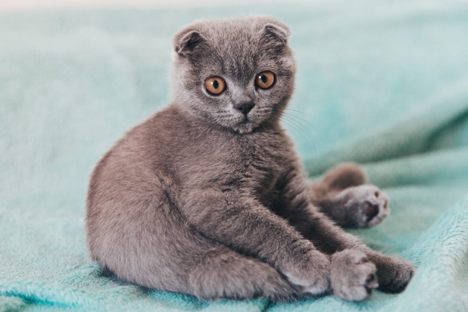 Кот британец вислоухий серый