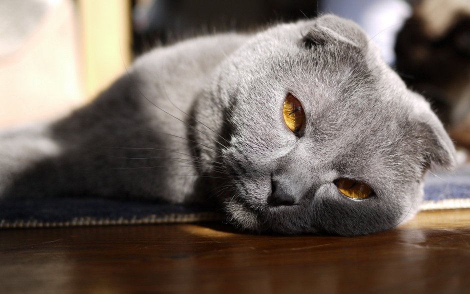Шотландский вислоухий кот дымчатый