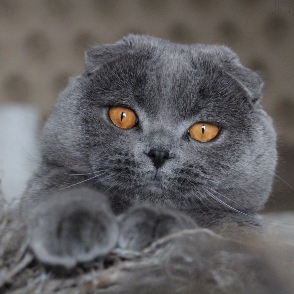 Британский короткошерстный вислоухий кот