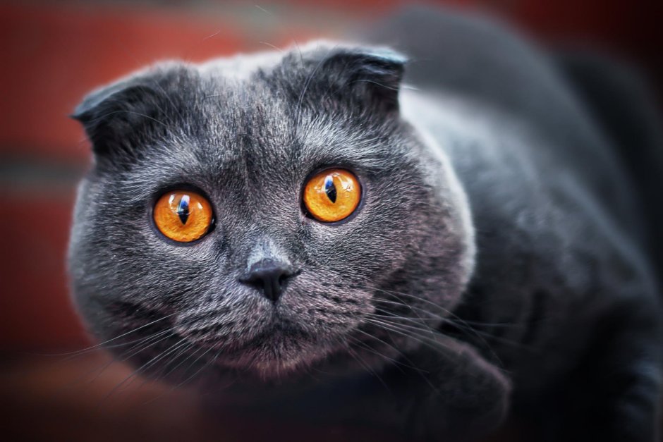 Британская вислоухая кошка