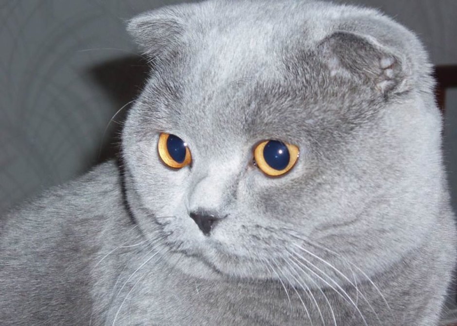 Шотландские вислоухие котята