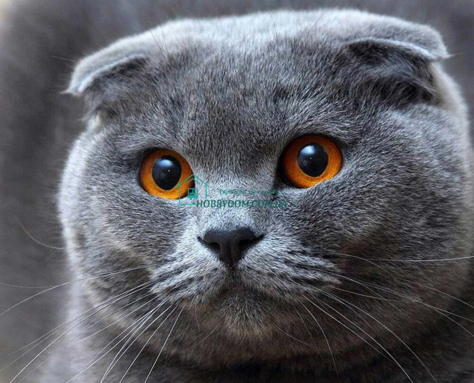 Вислоухий британец котенок серый