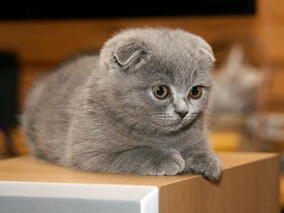 Шотландская вислоухая кошка голубая