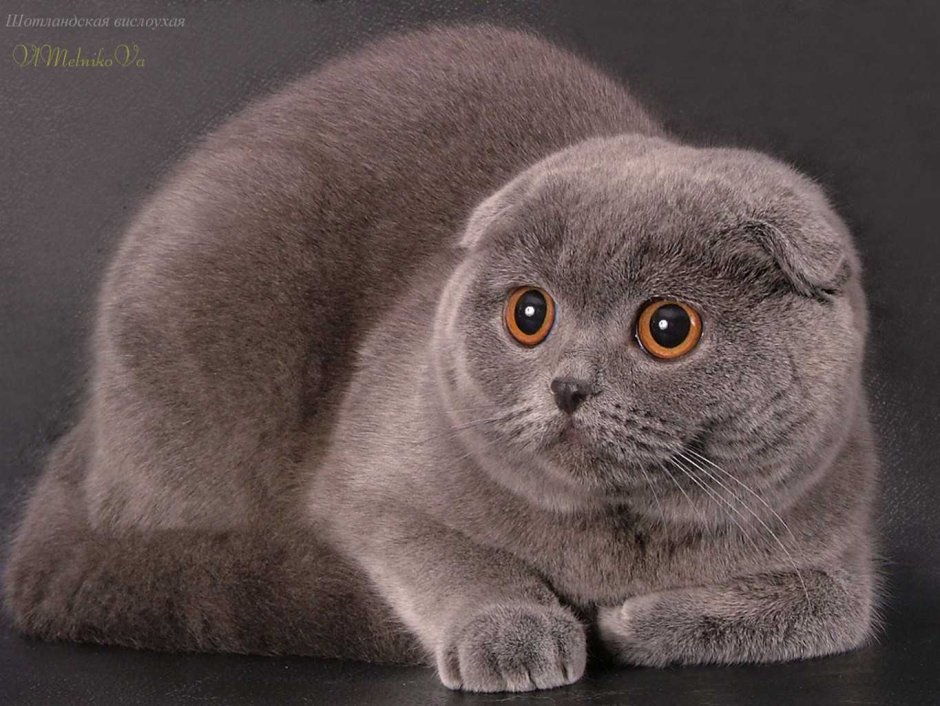 Скоттиш-фолд Шотландская вислоухая кошка серая