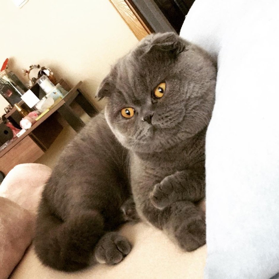 Портрет кошки породы скоттиш серая
