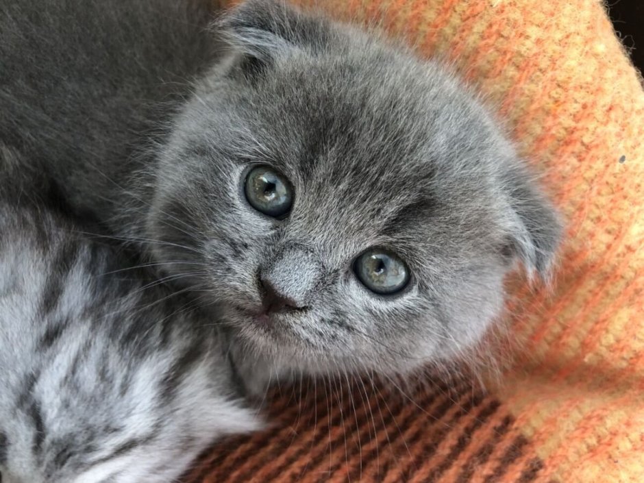 Скоттиш-фолд Шотландская вислоухая