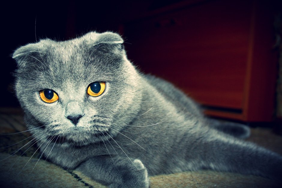 Шотланская Веселуха кошка