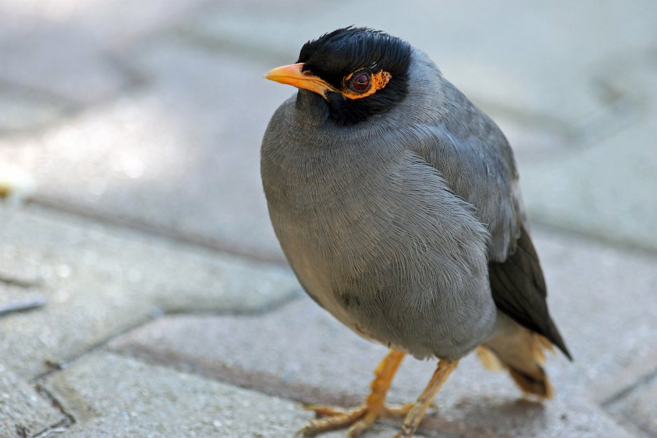 Myna птица