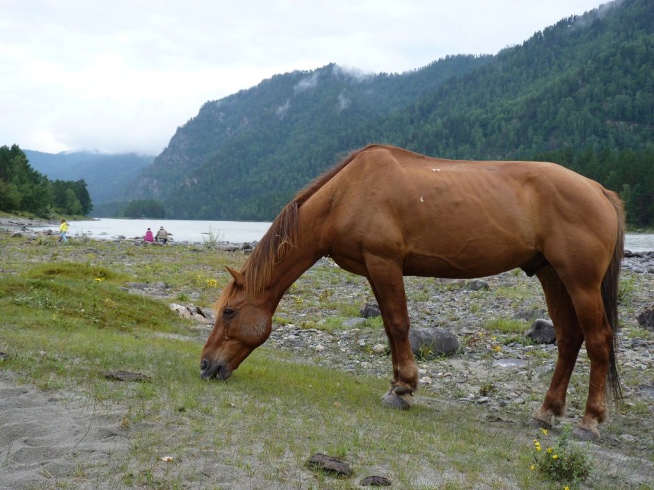 Алтайский конь с седло