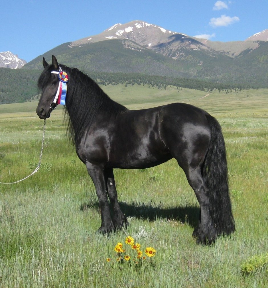 Паломино Морган