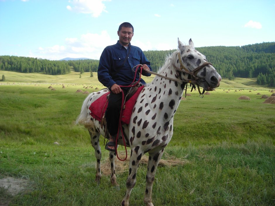 Алтайские чубарые лошади