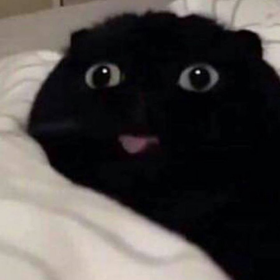 Удивленный черный кот