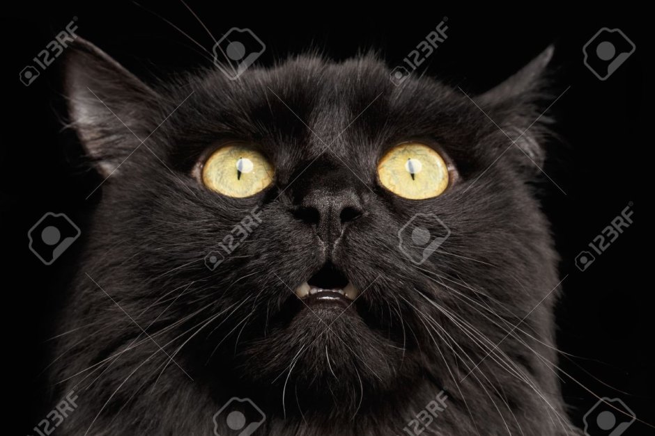 Удивленный черный кот
