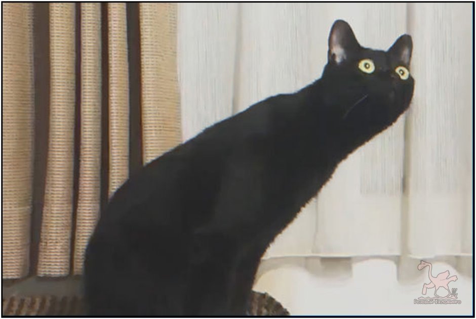 Черный котик с высунутым языком