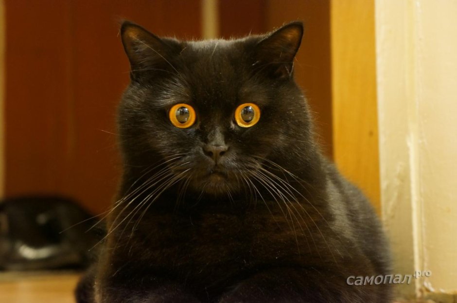 Удивлённый чёрный кот