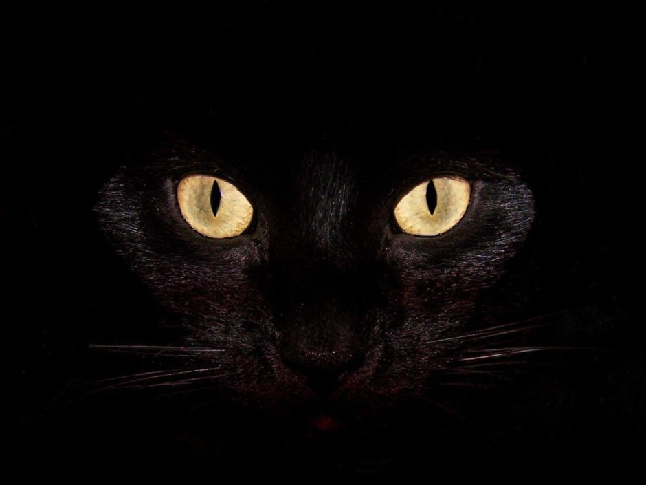 Смешные коты