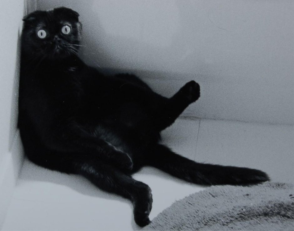 Чёрный котик