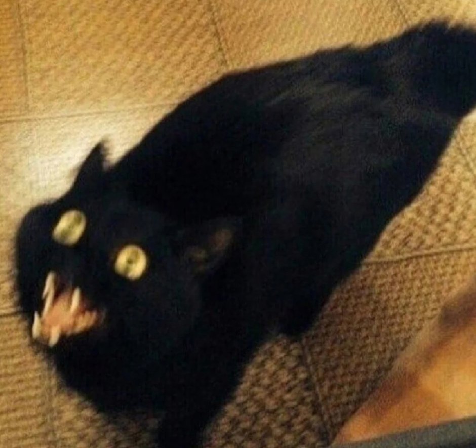 Котик вектор