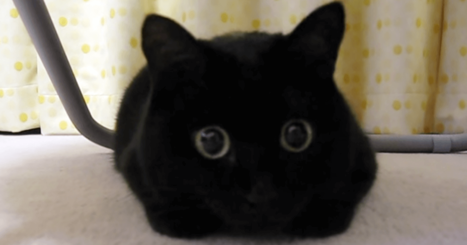 Стикеры. Кот