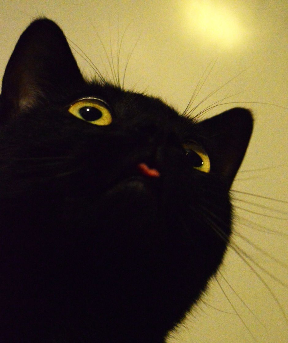 Удивлённый чёрный кот