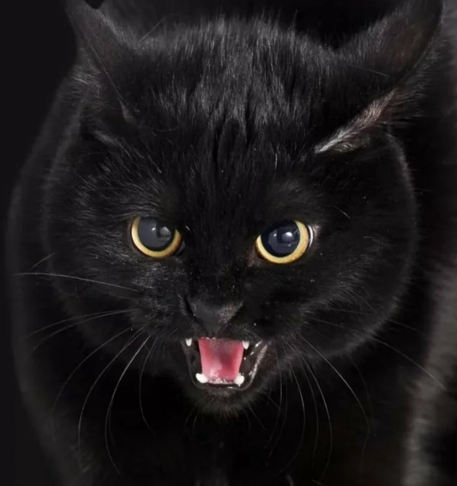 Удивленный черный кот