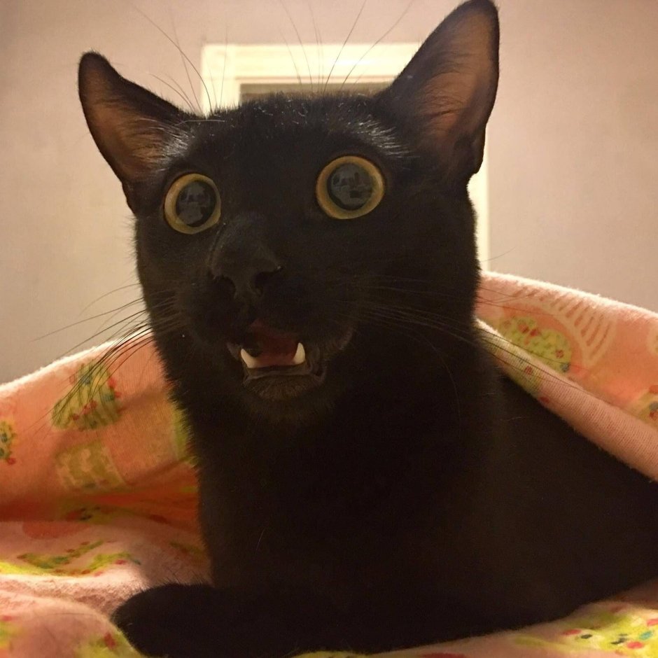 Удивленный черный кот