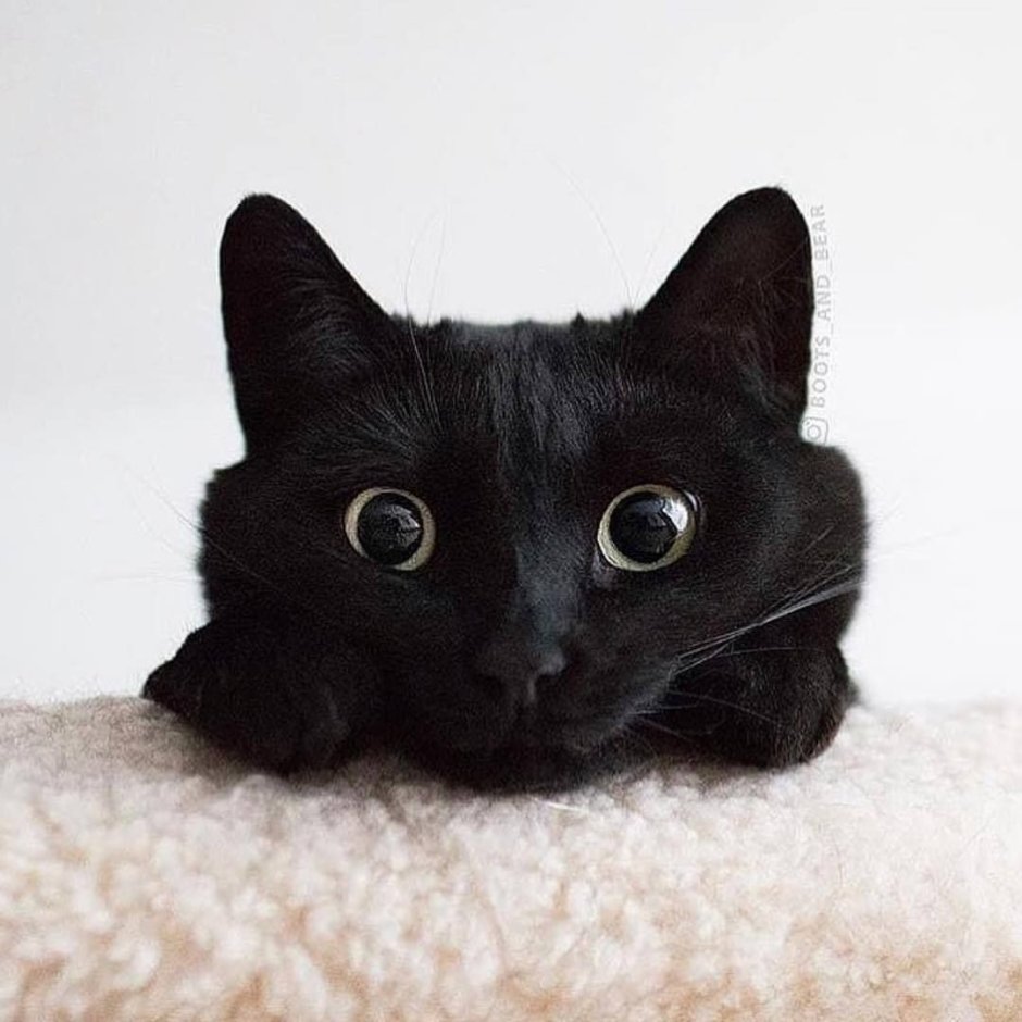Чёрный кот