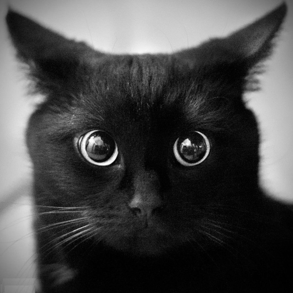 Кот Кусь
