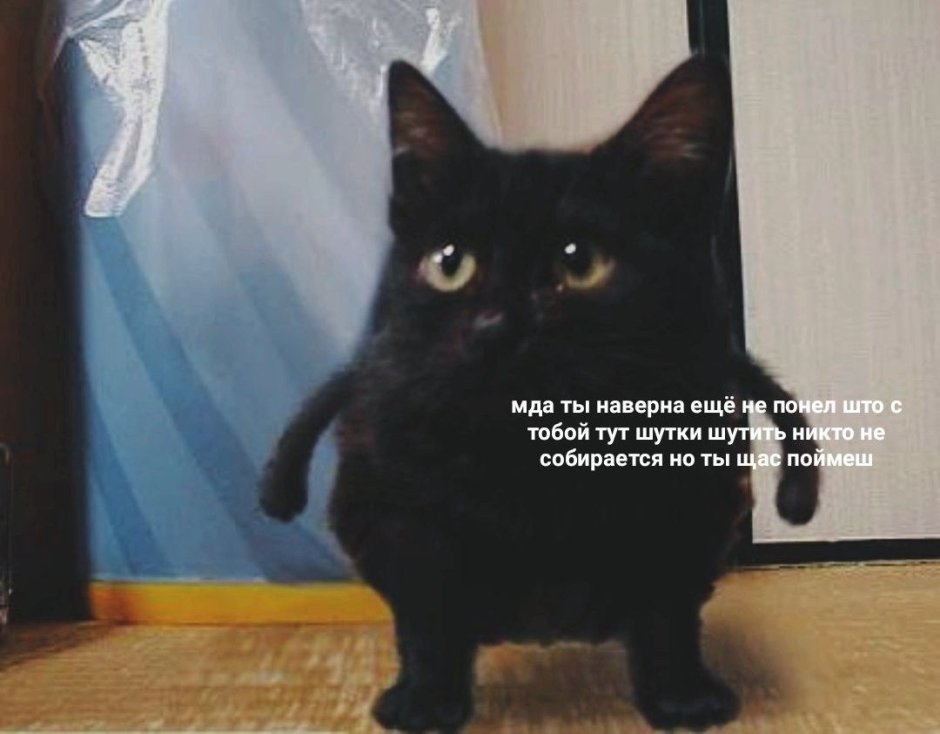 Черный кот из мема