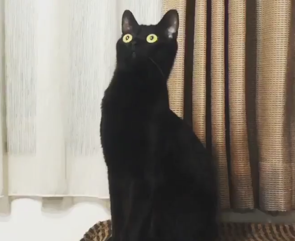 Удивленный черный кот