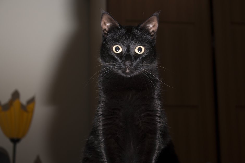Черная кошка прикол