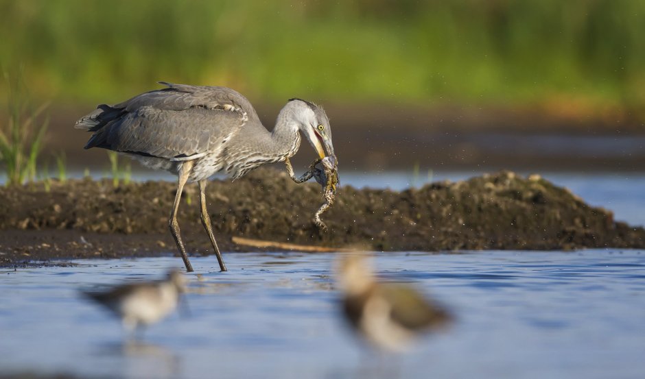 Птицы болот